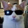 Profile picture of kamachameleon