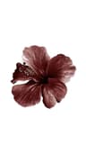 Profile picture of Planora