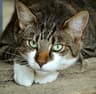 Photo de profil de Easyread